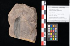 Foto (Objekt + Etikett) von Quercus palaeoilex Ettingshausen (NHMW-GEO-2024-0188-0756)
